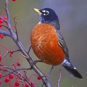 Meet your Posher, Robin